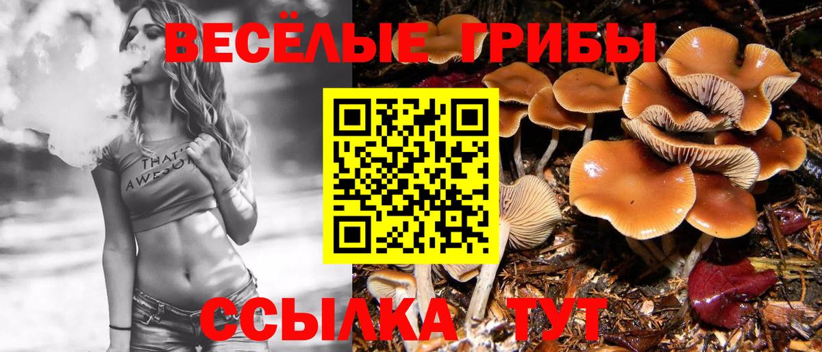 Зеленогорск  купить наркотики цена  Вход с VPN  Псилоцибиновые грибы Psilocybine cubensis 